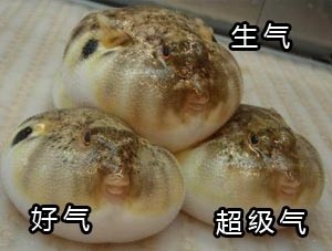 河豚生气表情包  11 高清无水印版