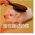 按住躁动的你表情包  6 最新免费版