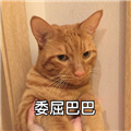 猫咪委屈粑粑表情包 +9 绿色免费版