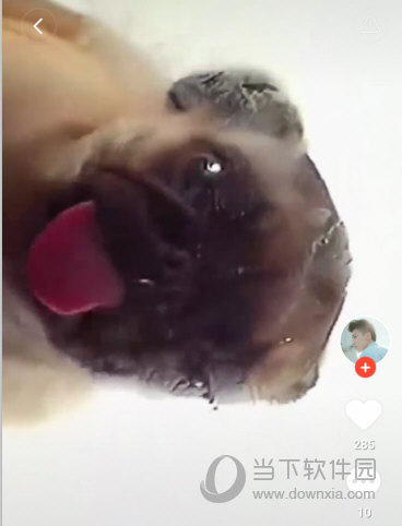 手机小狗舔屏动态壁纸哪里有 让你的桌面萌萌哒