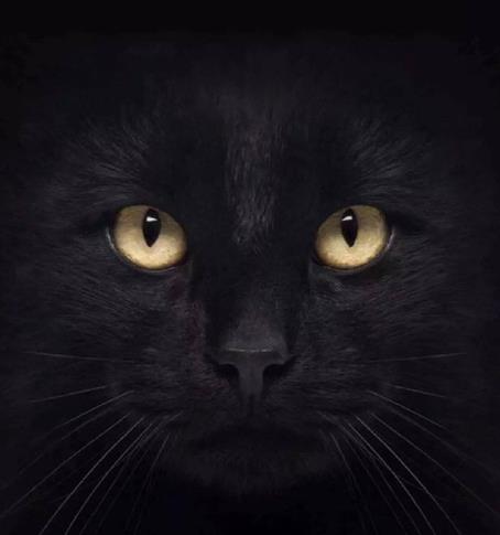 苹果手机怎么设置猫眼壁纸黑猫睁眼壁纸来了