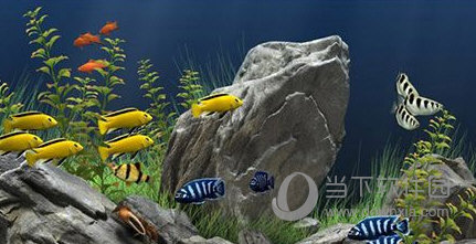 梦幻水族馆屏保破解版