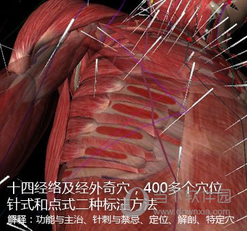 3DBody