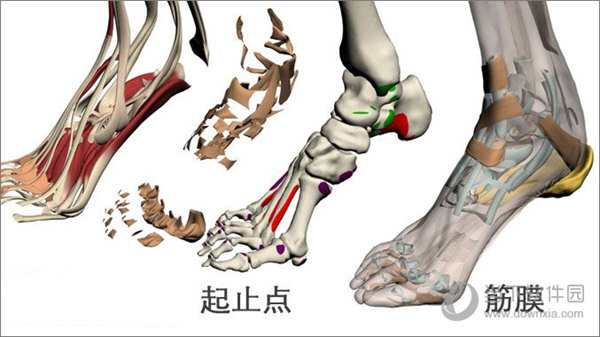 3DBody