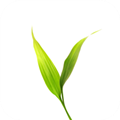 微博士家长端 V5.1.6 安卓版