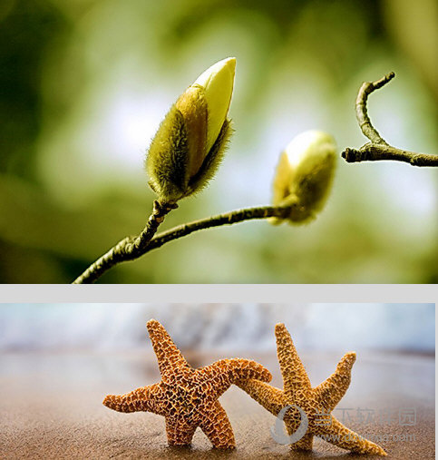 Alien Skin Bokeh