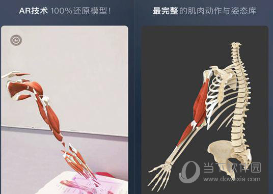 维萨里3D解剖