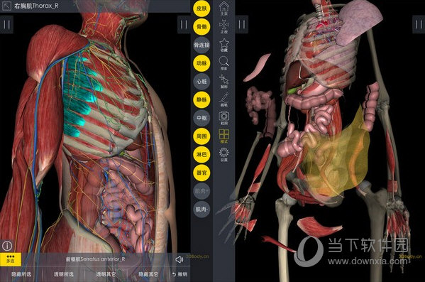 3DBody解刨