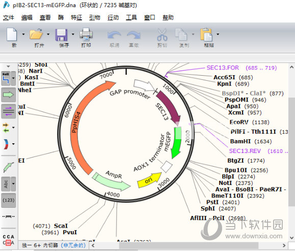 SnapGene破解版Win10