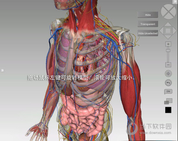 3dbody解剖