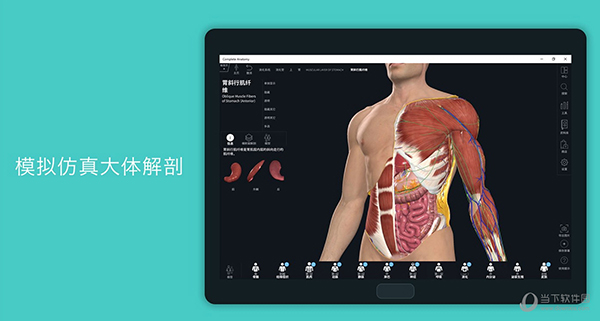 complete anatomy