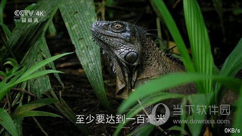 全网通TV盒子版