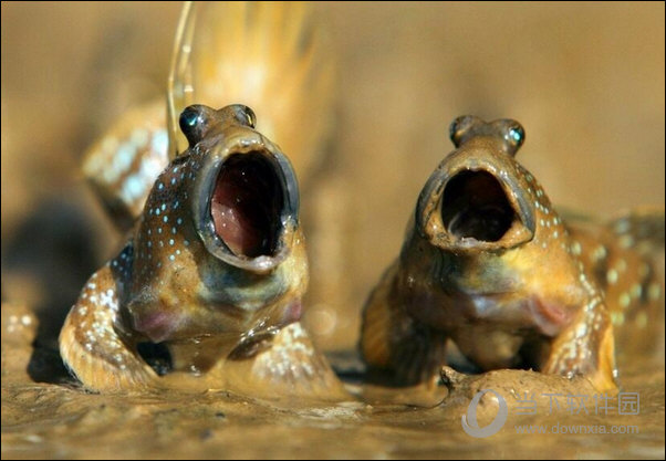 弹涂鱼对吼表情包  11 高清无水印版