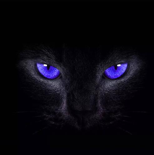 苹果手机怎么设置猫眼壁纸黑猫睁眼壁纸来了