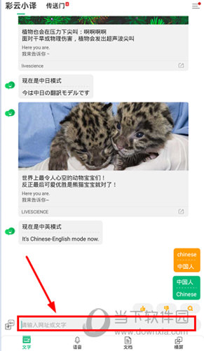 输入需要进行翻译的英文