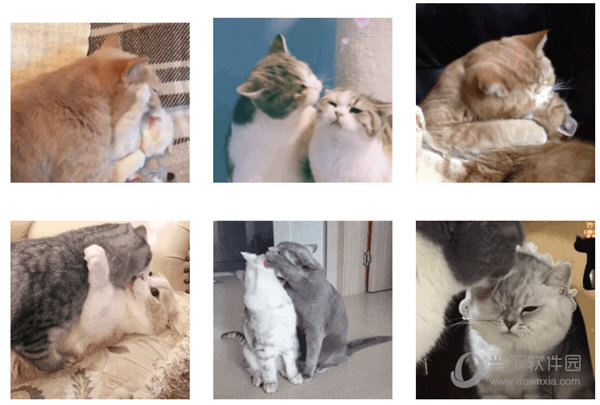 猫猫亲亲表情包  9 动态图版